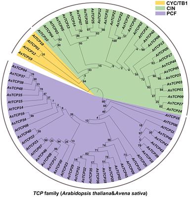 Genome-wide characterization of TCP family and their potential roles in abiotic stress resistance of oat (Avena sativa L.)